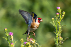 DISTELVINK