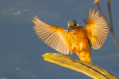 IJSVOGEL