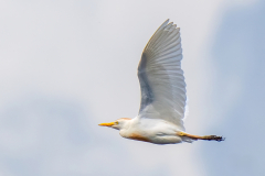 KOEREIGER