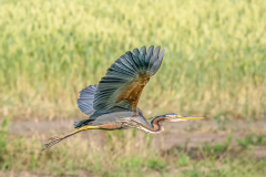 PURPERREIGER