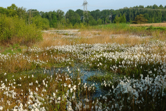bargeroosterveldveen1