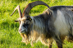 bok
