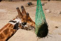 dierentuinemmen