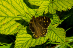 lammertkl.talens13122024-15