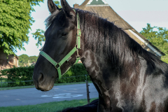 paard-2