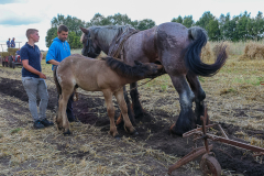 paard