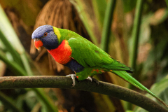 papagaai