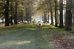schapenweide-kopieren