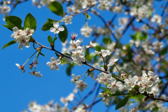 appelboom