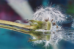 paardenbloem