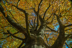 Noordbargerbos