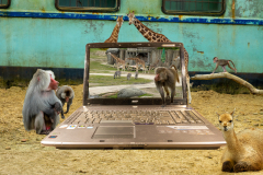 Wildlands-Digitaal