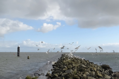 Basaltmeeuw
