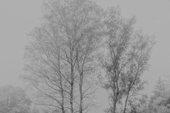 Mist