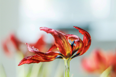 Tulp