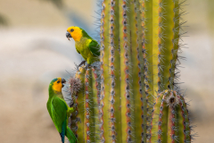 Bonaire-1k