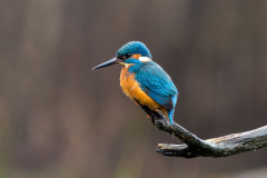 IJsvogel