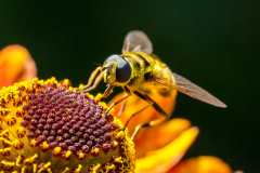 Macro-tuin-k