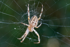 macro-1