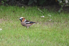 Appelvink