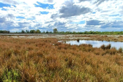 Bargerveen