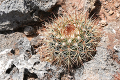Bonaire-Cactus-1