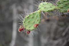 Bonaire-Cactus-2