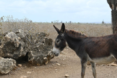 Bonaire-Ezeltje