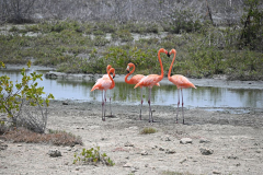 Bonaire-Flamingos-1
