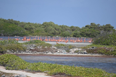 Bonaire-Flamingos-2