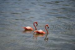 Bonaire-Flamingos-3