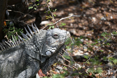 Bonaire-Leguaan-1