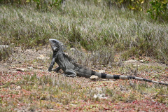 Bonaire-Leguaan-2