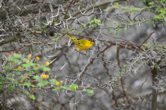 Bonaire-Vogeltje