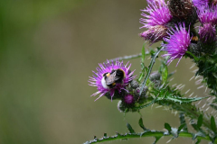 Distel-met-hommel