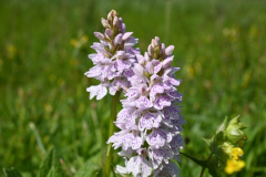 Orchidee