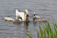 Zwaan-met-jongen