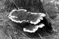 Jan-Sorgdrager-2