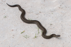 Adder