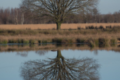 Bargerveen-Boom