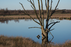 Bargerveen-Stronk
