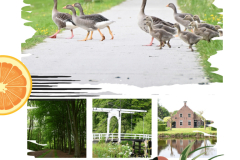 Cindy-Chantal-Vis-flyer-doet-niet-mee