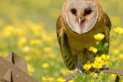 De-Valk-Roofvogels-Kerkuil-7