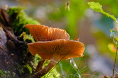 Emmerdennen-Paddenstoelen-2-November-2024-2