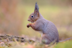 Fotohut-Boerenglop-4-februari-2025-110