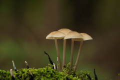 Quirina-Ledenpagina-Fotofun-11