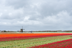 Bollenvelden-Noord-Holland-2