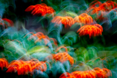 ICM-1-Vuurdoorn