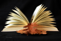 14.-Bladwijzer-