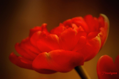 SONY DSC